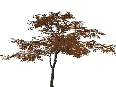 Tall Deciduous Arbor With Brown Foliage And Spreading Branches Isolated On White Background 3d model