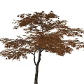 Tall Deciduous Arbor With Brown Foliage And Spreading Branches Isolated On White Background