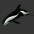 Black And White Dolphin In Leaping Posture With Dark Background Reflection 3d model