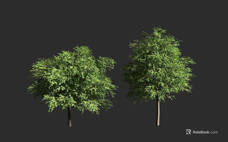 Two Green Arbor Trees With Lush Foliage And Different Crown Shapes 3d model 