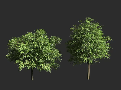 Two Green Arbor Trees With Lush Foliage And Different Crown Shapes 3d model
