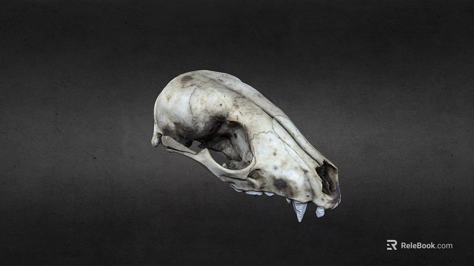 Detailed Animal Skull Skeleton With Sharp Teeth On Dark Background 3d model 