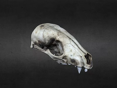 Detailed Animal Skull Skeleton With Sharp Teeth On Dark Background 3d model