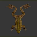 Yellow Striped Frog With Open Mouth And Webbed Feet On Dark Background