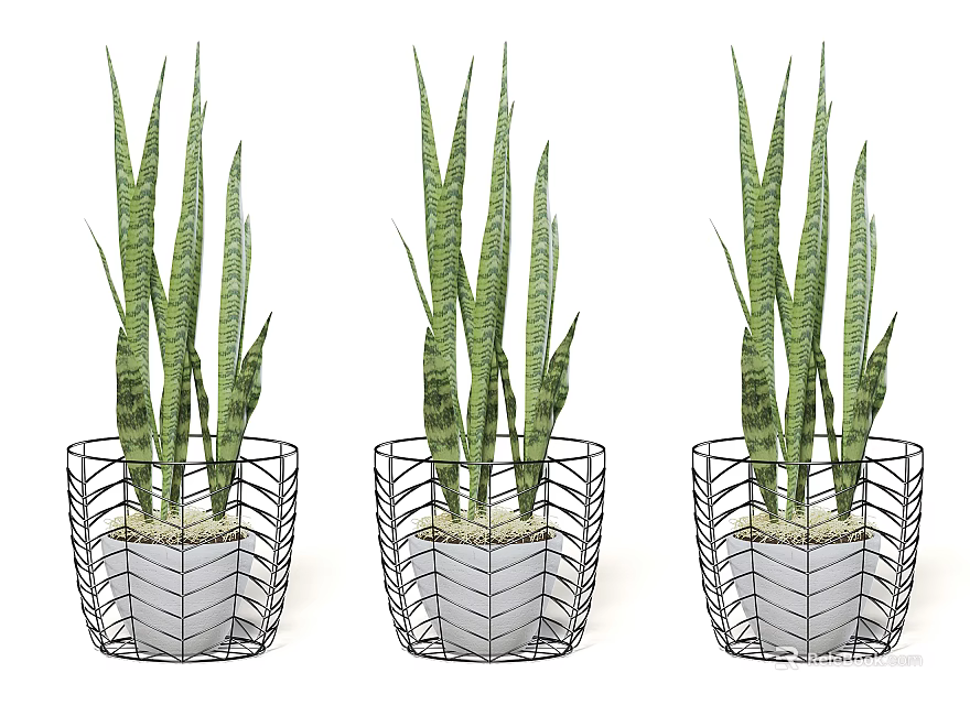 Three Modern Bonsai Potted Snake Plants In Black Woven Metal Planters 3d model 