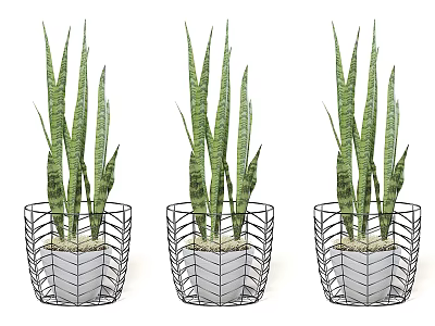 Three Modern Bonsai Potted Snake Plants In Black Woven Metal Planters 3d model