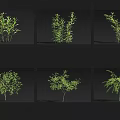 Various Arbor Tree Types In Different Growth Forms And Leaf Structures 3d model