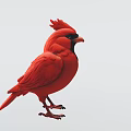 Vibrant Red Cardinal Bird with Black Facial Mask Orange Beak in Standing Pose
