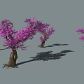 Purple Flowering Bushes With Twisted Trunks And Lush Blossoms On Gray Background