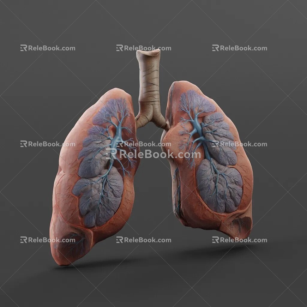 lung human organ 3d model