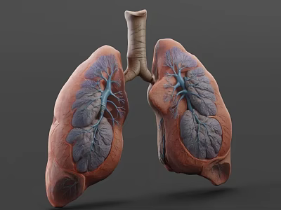 Detailed 3D Model of Man's Lungs Anatomical Structure for Medical Education 3d model