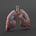 lung human organ 3d model