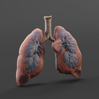 lung human organ 3d model