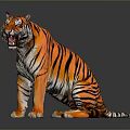 Sitting Tiger With Open Mouth And Orange Black Stripes On Gray Reflective Surface