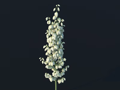 White Lily of the Valley with Slender Stem and Drooping Flower Clusters on Dark Background 3d model