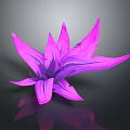 Glossy Pink Flower With Long Slender Petals On Dark Background And Reflection