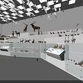 Museum Interior With Various Animal Specimens In Glass Display Cases White Walls And Ceiling Lights