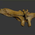 Ancient Brownish Yellow Fossil Bone Structure Isolated On Dark Background