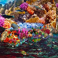 Vibrant Coral Reef with Colorful Tropical Fish and Diverse Marine Life Underwater