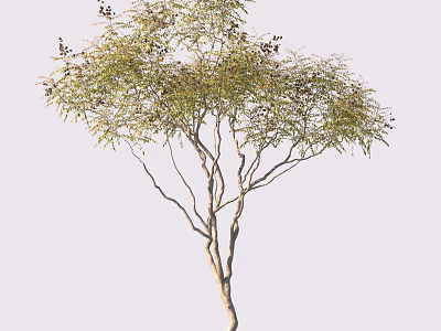 Tall Slender Tree with Green Leaves and Delicate Branches in White Background 3d model