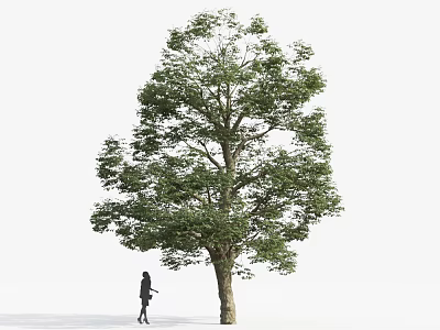 Healthy Tall Tree With Lush Green Leaves And Person Walking Beside Carrying Bag 3d model