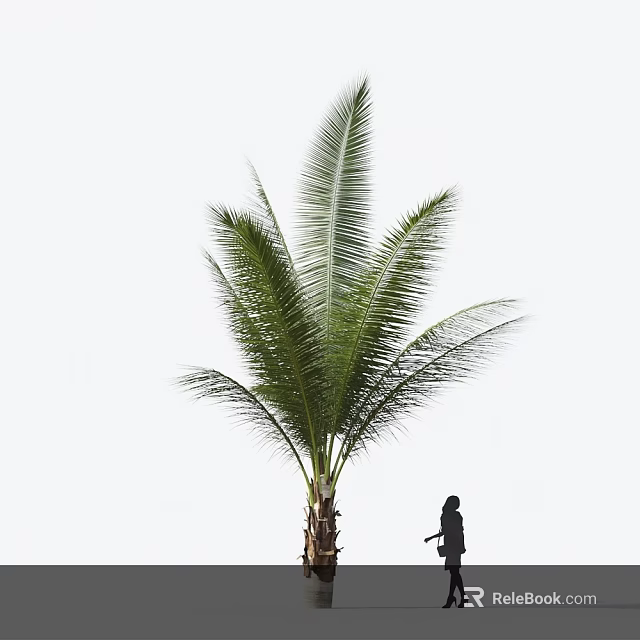 Tall Palm Tree With Green Fronds And Person Standing Beside 3d model 