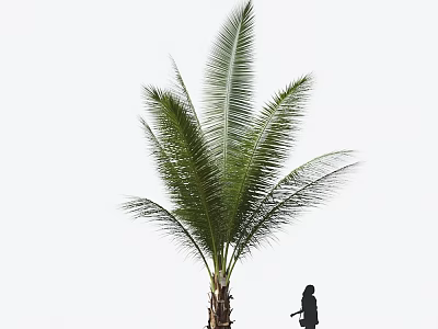 Tall Palm Tree With Green Fronds And Person Standing Beside 3d model