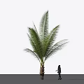 Tall Palm Tree With Green Fronds And Person Standing Beside