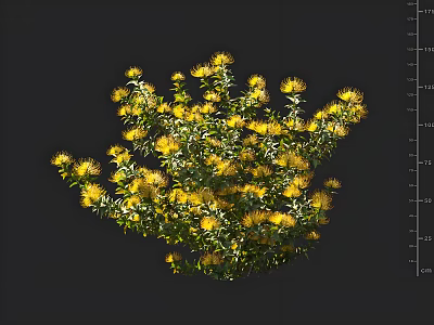 Lush Yellow Flowers with Green Foliage in Bush on Dark Background 3d model