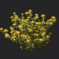 Lush Yellow Flowers with Green Foliage in Bush on Dark Background