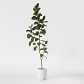 Stylish Bonsai Potted Plants with Green Leaves in White and Green Pots for Indoor Decor