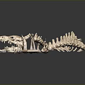 Various 3D Rendered Biological Skeleton Models Display Anatomical Structures On Black Background