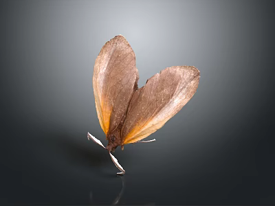 Butterfly With Brown And Orange Spread Wings On Dark Background And Reflection 3d model