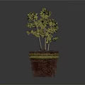 Vibrant Green Potted Plant with Lush Leaves in Square Reddish Brown Pot with Yellow Rim