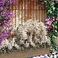 Lush Living Plant Wall With Purple Flowers Green Plants Wooden Background And Pebble Ground