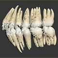 3D Rendered Sharp Teeth Organ Model With Curved Arrangement And Reflective Surface