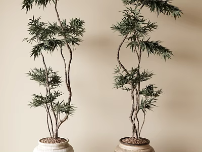 Tall Bonsai Plants with Curved Trunks and Green Leaves in Ceramic Pots for Indoor Decor 3d model