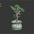 Healthy Small Tree with Green Leaves in Blue and White Patterned Pot on Dark Background