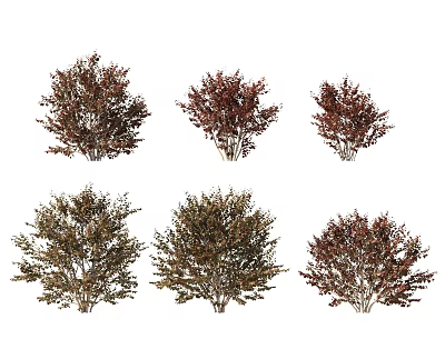 Different Varieties of Shrubs with Red and Green Foliage for Garden Landscaping 3d model