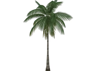 Tall Green Palm Tree With Lush Fronds And Straight Trunk In Natural Growth 3d model