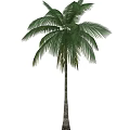 Tall Green Palm Tree With Lush Fronds And Straight Trunk In Natural Growth