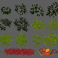 Crop Display Featuring Chili Plants String Of Red Chilies Sliced Fruits And Fresh Vegetables