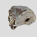 Detailed Avian Skull Skeleton With Natural Bone Texture And Beak Features
