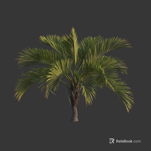 Palm Tree with Green Fronds and Brown Trunk Isolated on Gray Background 3d model 