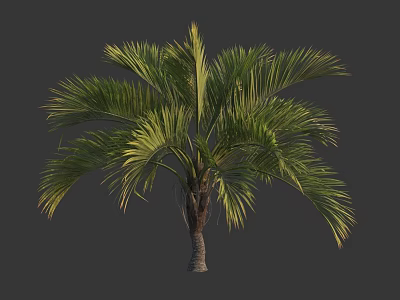 Palm Tree with Green Fronds and Brown Trunk Isolated on Gray Background 3d model