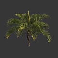 Palm Tree with Green Fronds and Brown Trunk Isolated on Gray Background