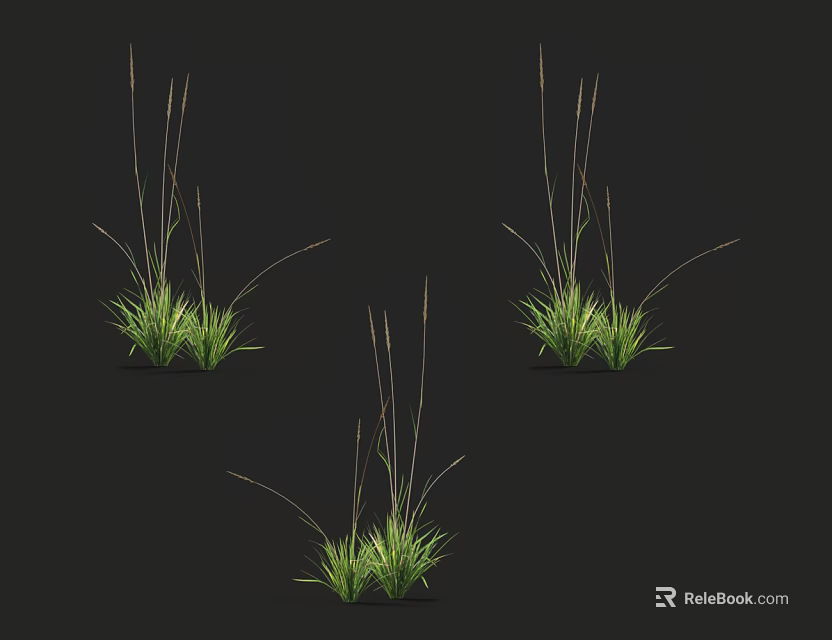 Green Decorative Grass With Tall Stems And Leafy Blades On Dark Background 3d model 