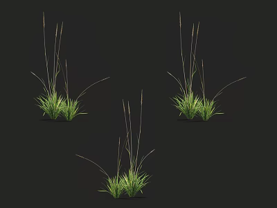 Green Decorative Grass With Tall Stems And Leafy Blades On Dark Background 3d model