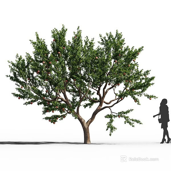 Lush Fruit Tree With Abundant Fruits And Green Leaves Standing Near Person 3d model 