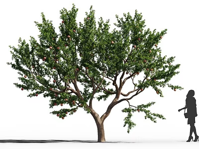 Lush Fruit Tree With Abundant Fruits And Green Leaves Standing Near Person 3d model